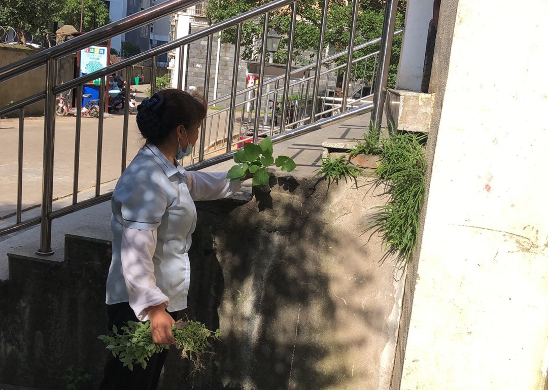 拔雜草1_副本.jpg 拔雜草1_副本.jpg